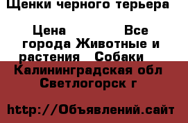 Щенки черного терьера › Цена ­ 35 000 - Все города Животные и растения » Собаки   . Калининградская обл.,Светлогорск г.